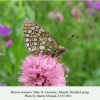 boloria eunomia teberda male 1